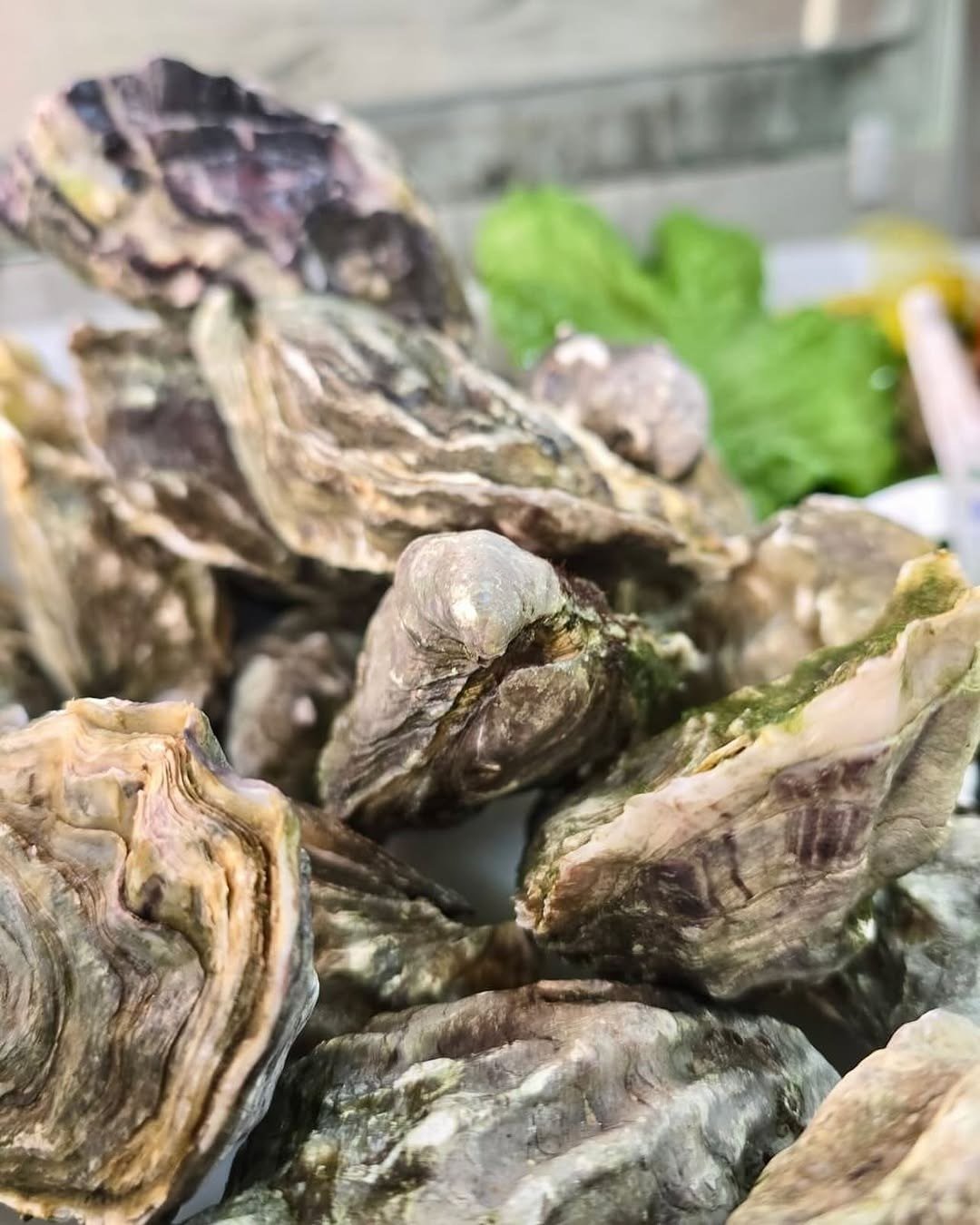 Ostras frescas inteiras, com folhas de salsa
